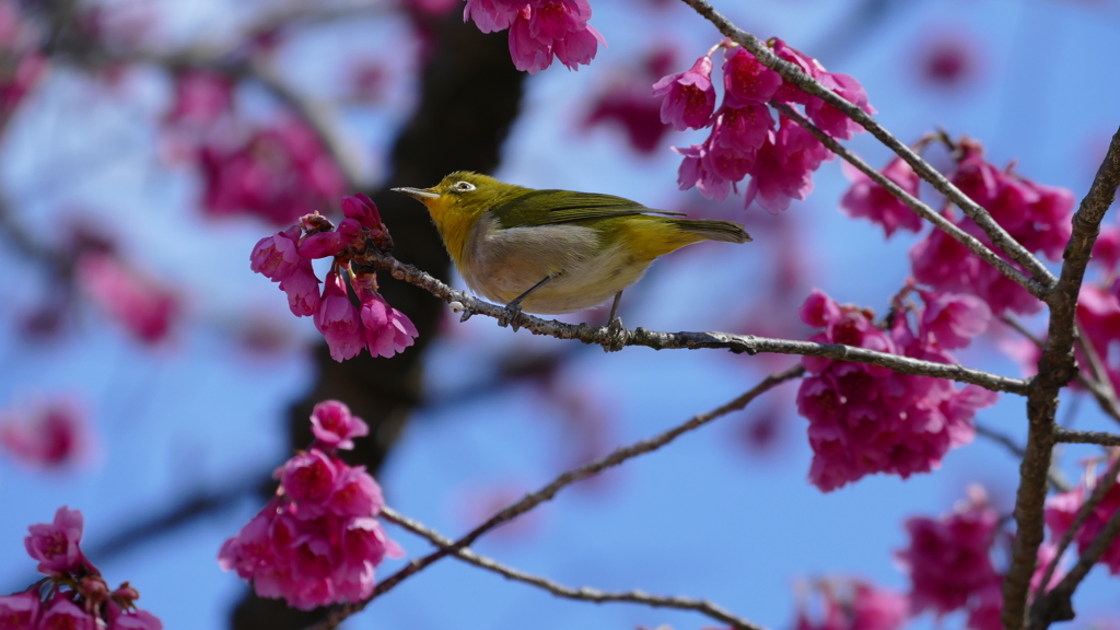 寒緋桜と鳥