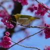 寒緋桜と鳥