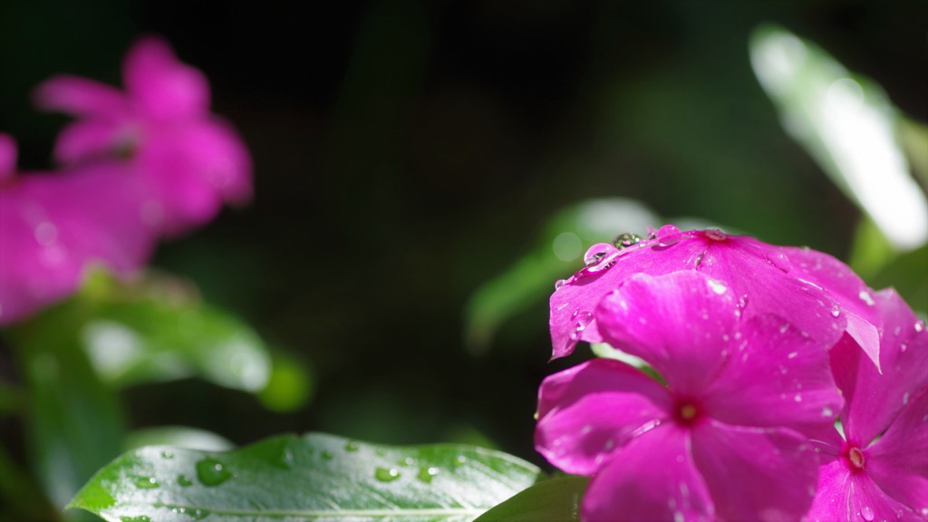 雨上がり？花