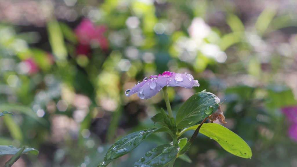 花の雫