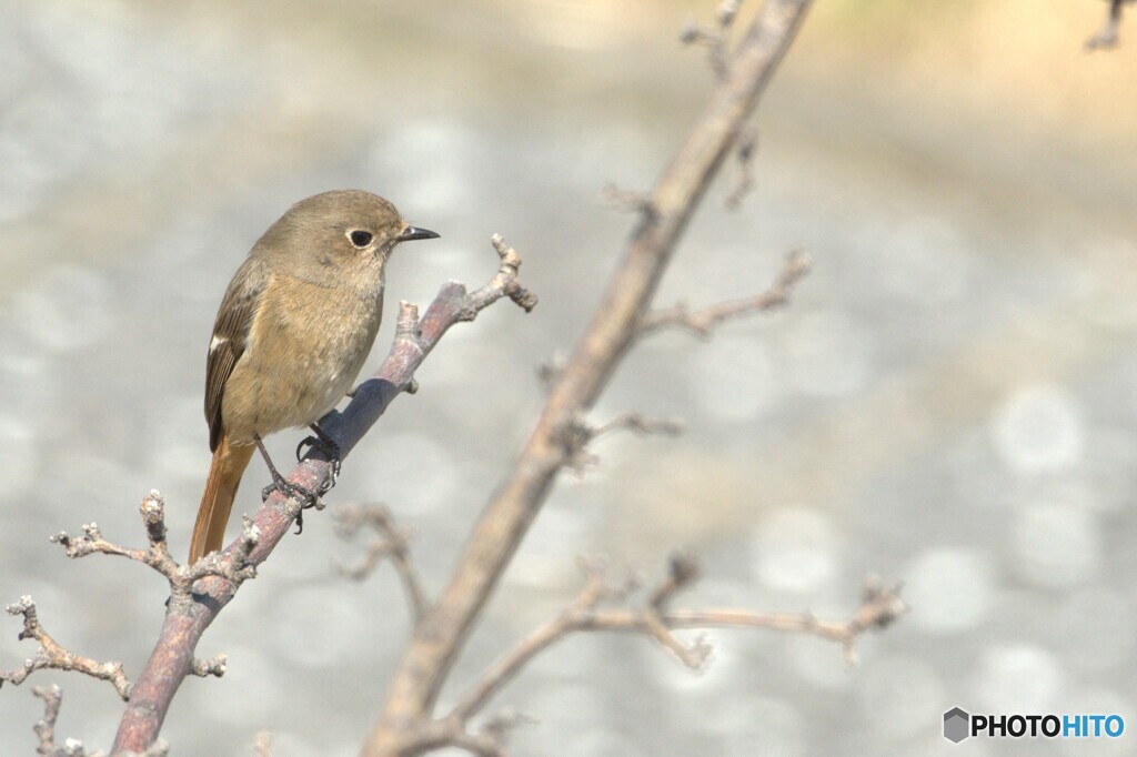 たぶん　ジョウビタキ