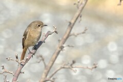 たぶん　ジョウビタキ