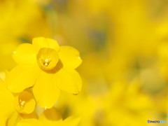 糸水仙