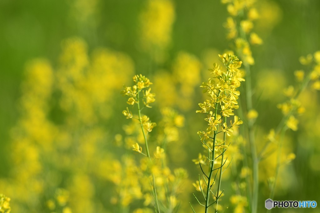 菜の花