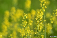 菜の花