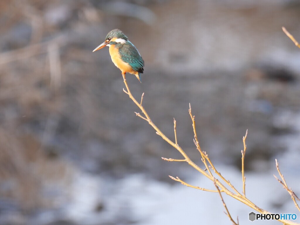 カワセミ