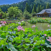 花はす公園