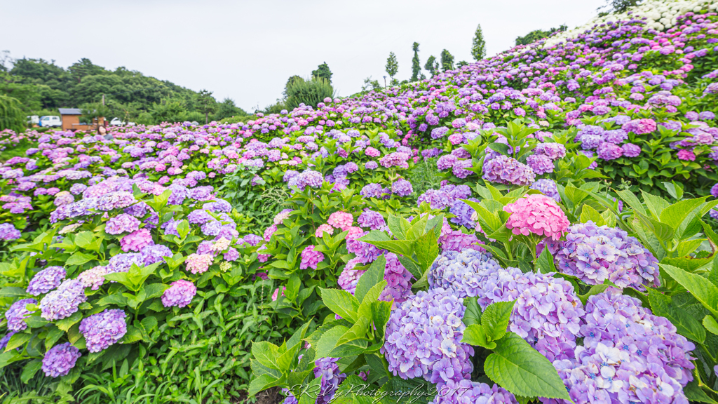 紫陽花庭園