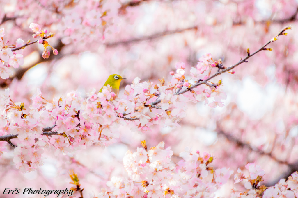 メジロろ桜