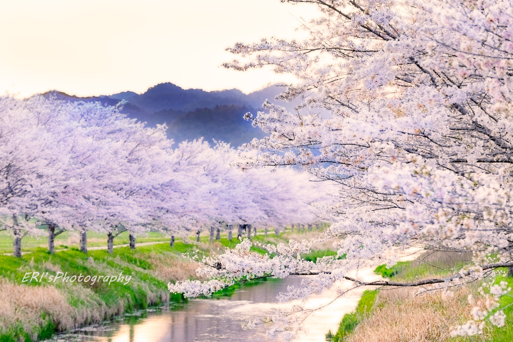 Cherry Blossom