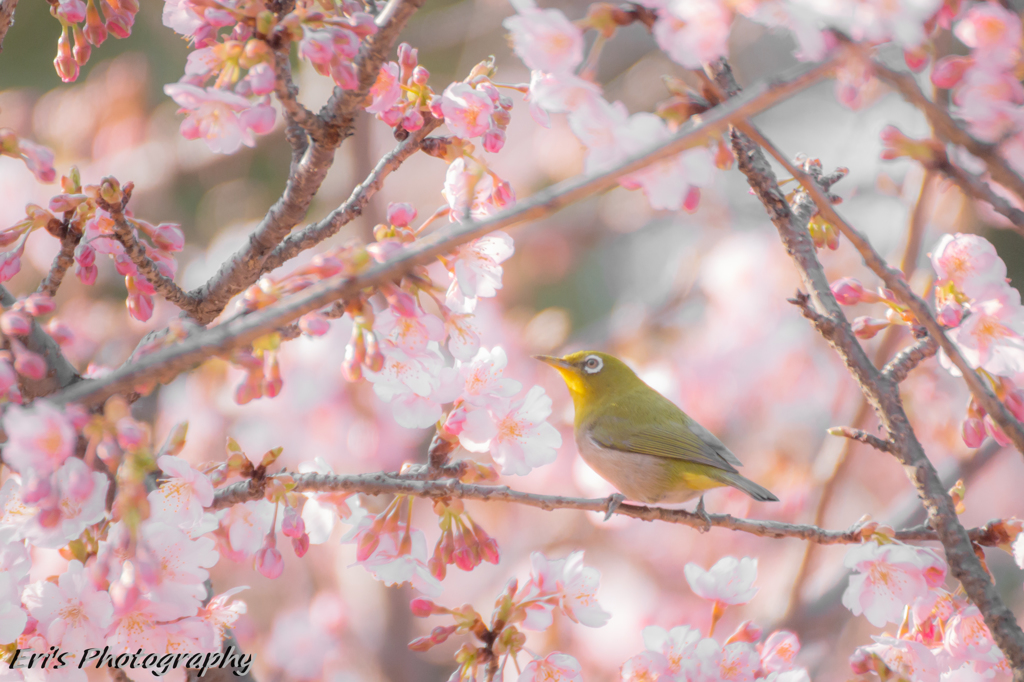 メジロと桜