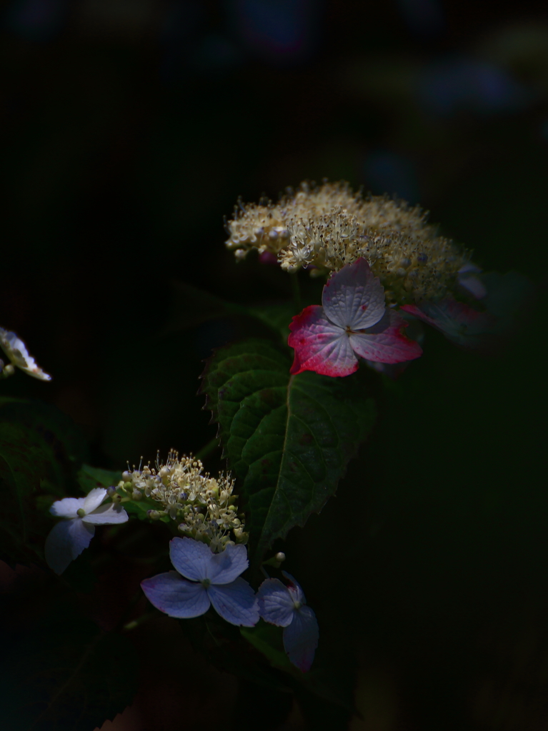 暗闇紫陽花