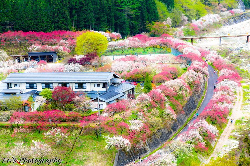 花桃の里