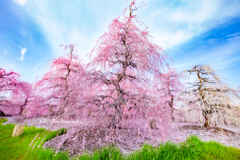 梅の花絨毯