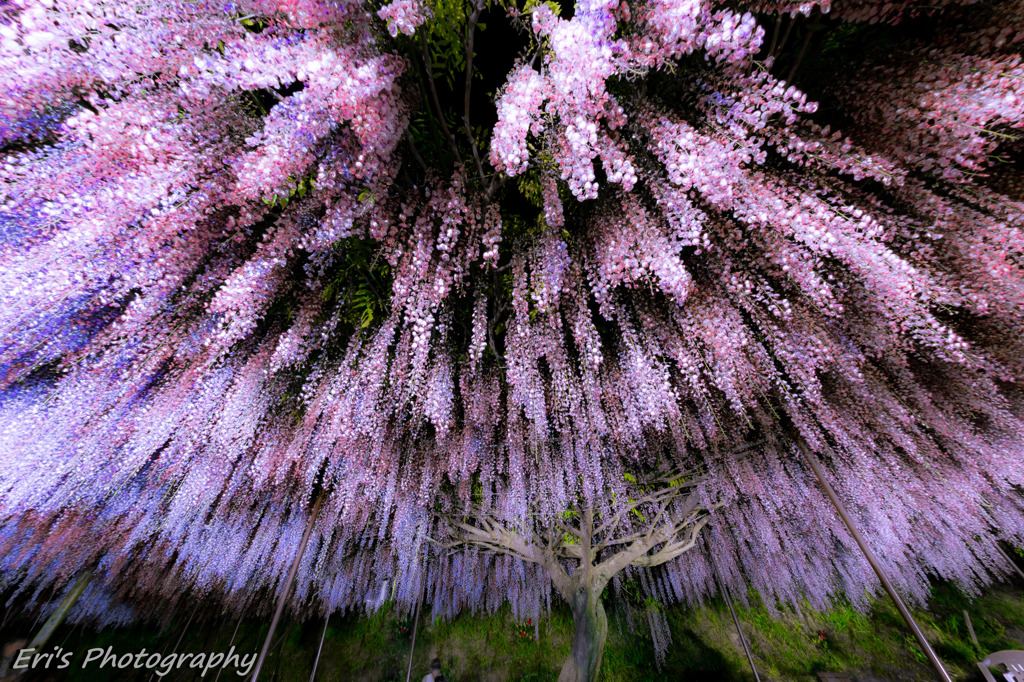 藤の花火