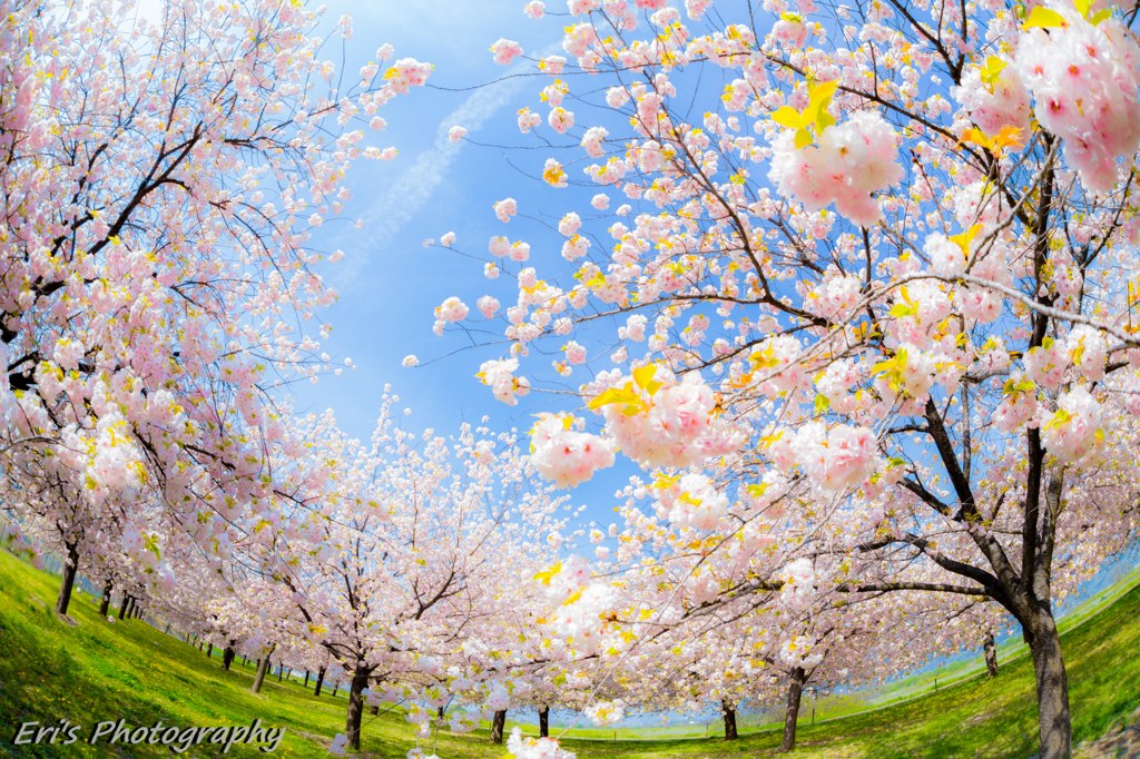 千曲川堤防の桜提