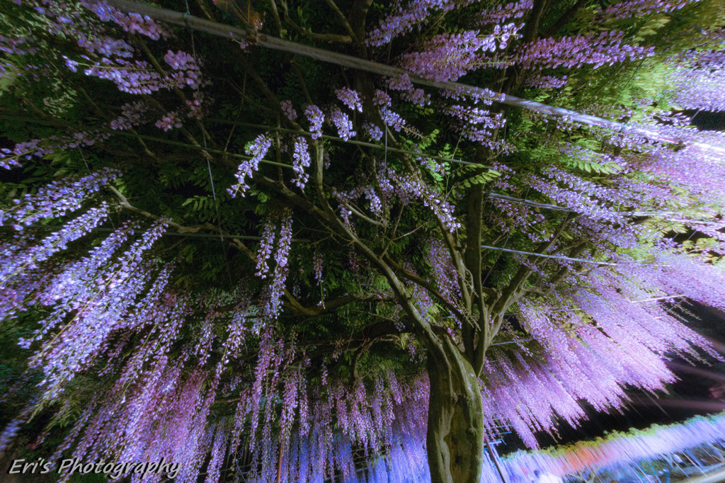 藤の花火