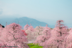 梅の庭園