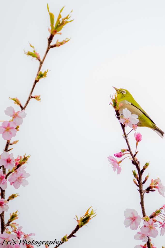 メジロと河津桜