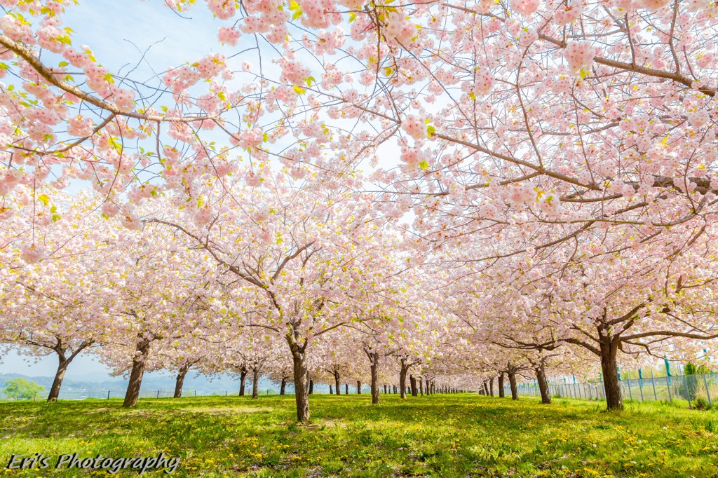 千曲川堤防の桜提