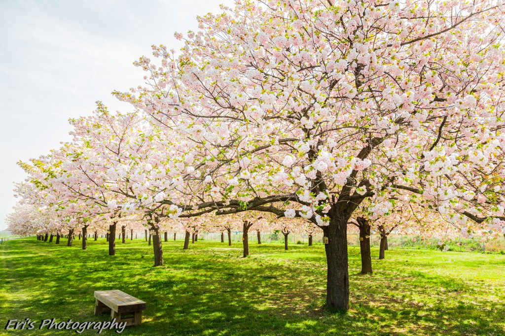 千曲川堤防の桜提