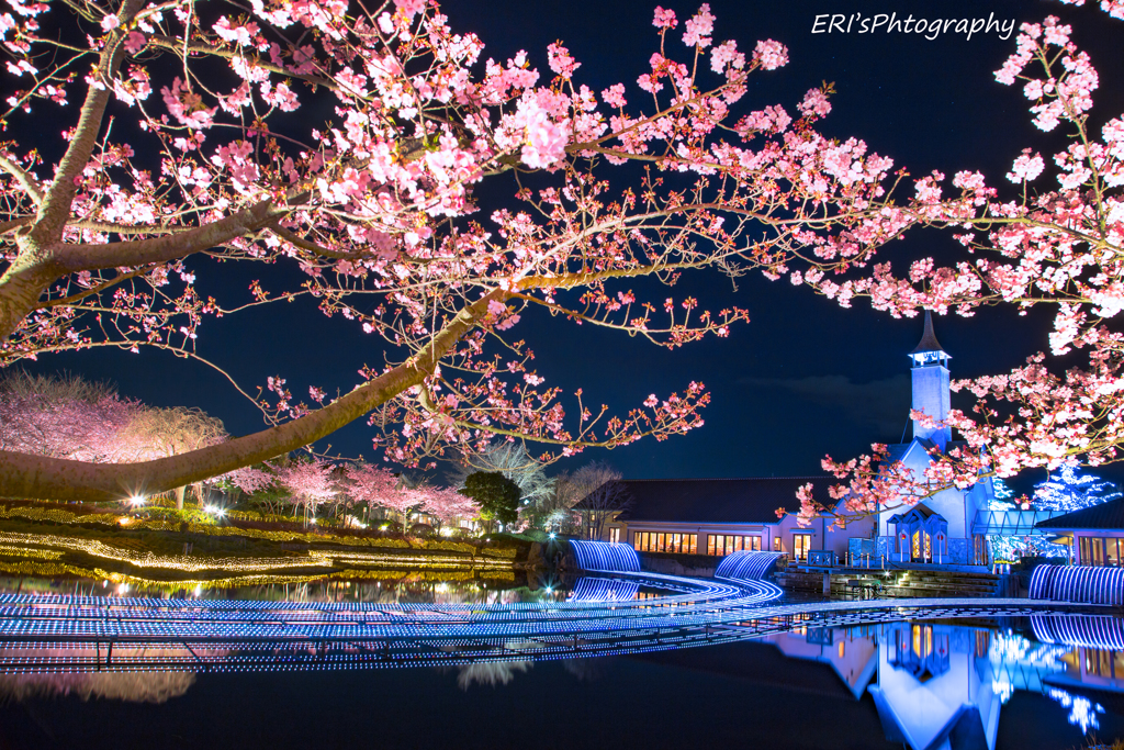 河津桜とチャペルの融合