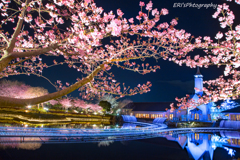 河津桜とチャペルの融合