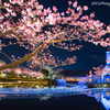 河津桜とチャペルの融合