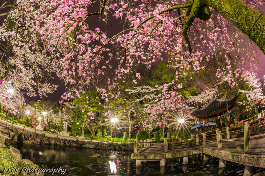 桜の都