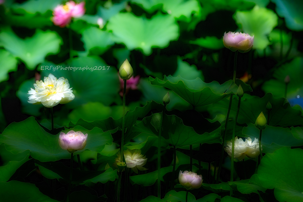 花はす公園