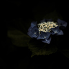 紫陽花