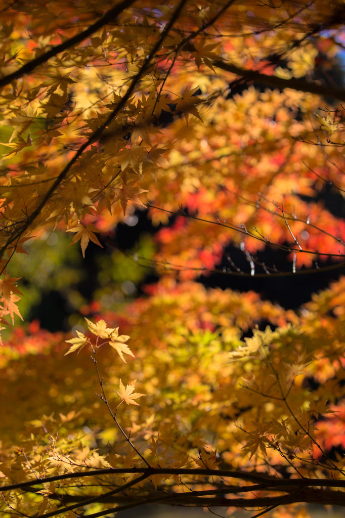 １２月の紅葉