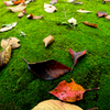 落ち葉、秋の色
