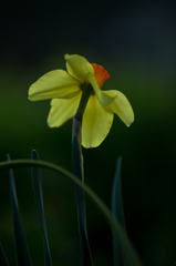 Narcissus