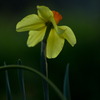 Narcissus