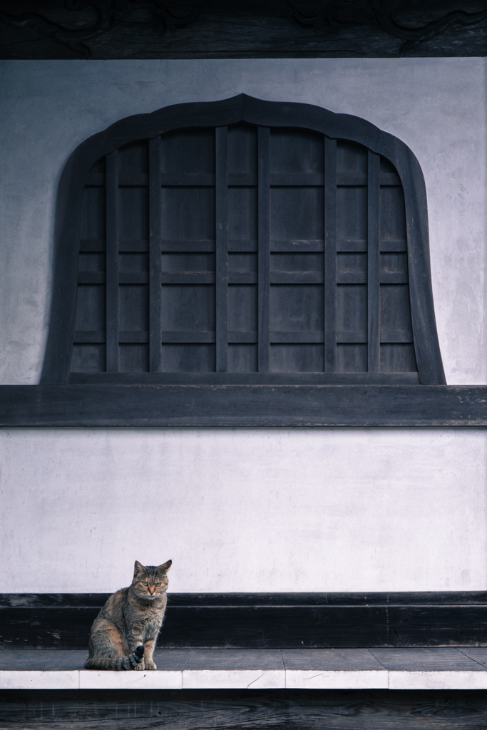 守り猫
