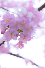 河津桜