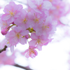 河津桜