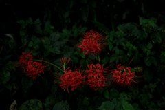 みどりのなかの紅