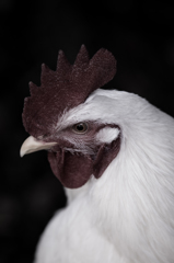 Gallus gallus domesticus