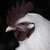 Gallus gallus domesticus