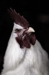 Gallus gallus domesticus0