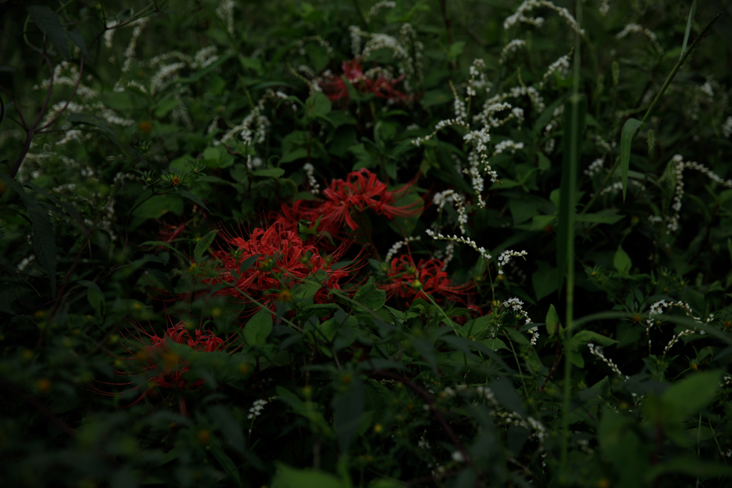 みどりのなかの紅