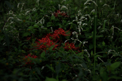 みどりのなかの紅