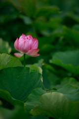 古代蓮