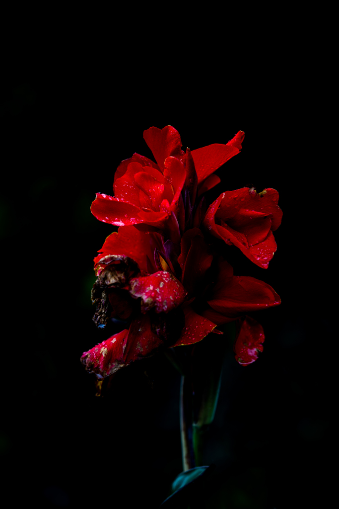 紅