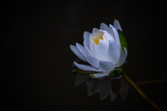 睡蓮