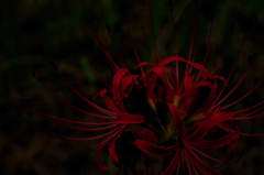 Lycoris radiata
