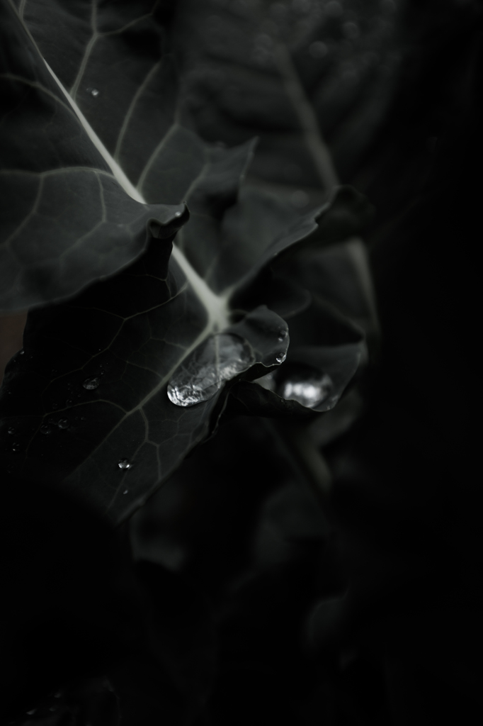 雨の日の憂鬱。