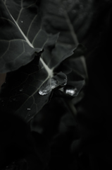 雨の日の憂鬱。